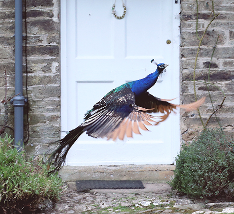 Peacock at Pencarrow