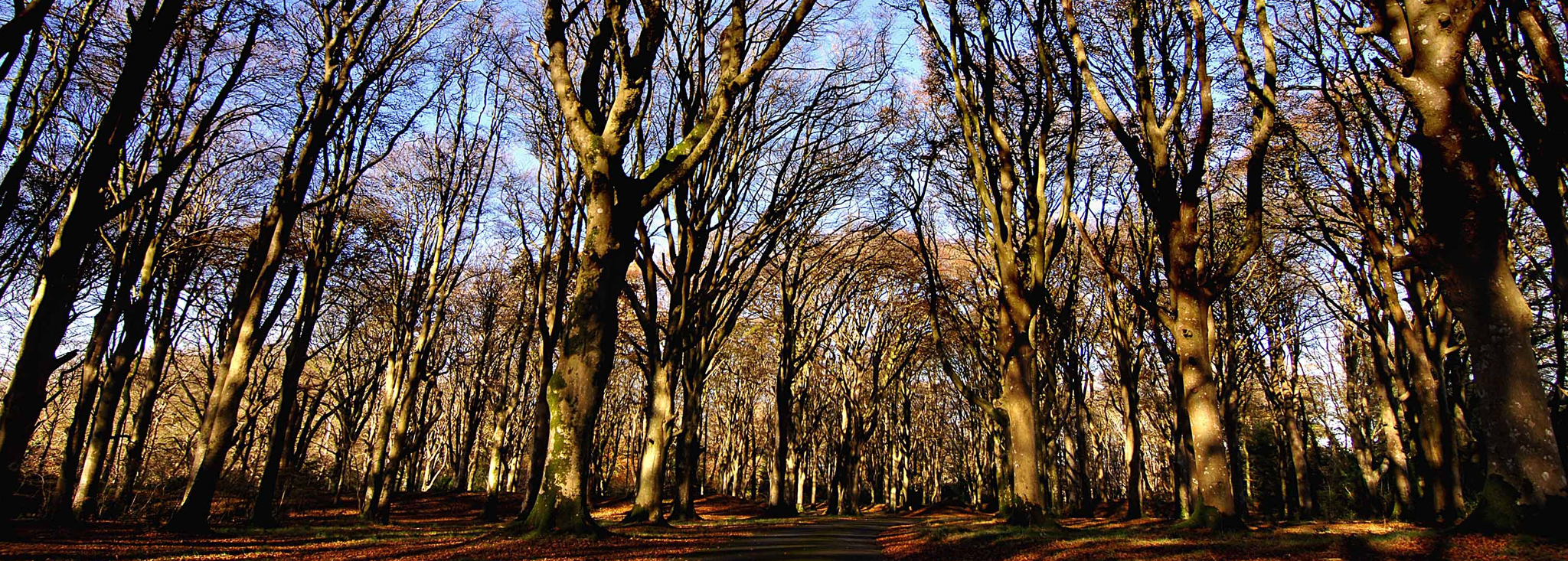 Woods at Pencarrow House and Gardens