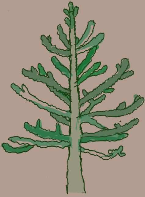 Monkey-Puzzle Tree