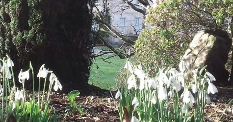 Snowdrop Sundays at Pencarrow