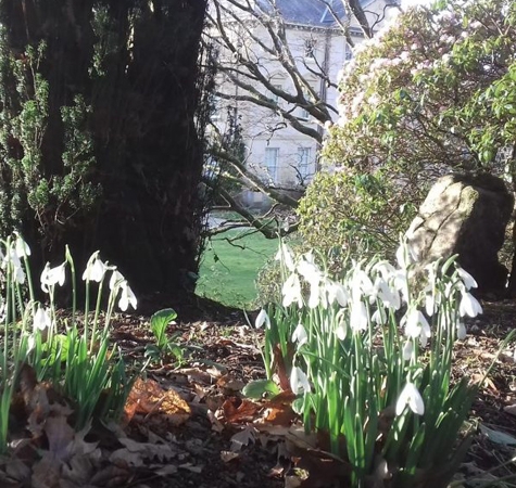 Snowdrop Sundays at Pencarrow