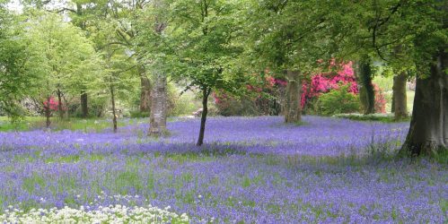 Bluebell Sundays at Pencarrow House and Garden