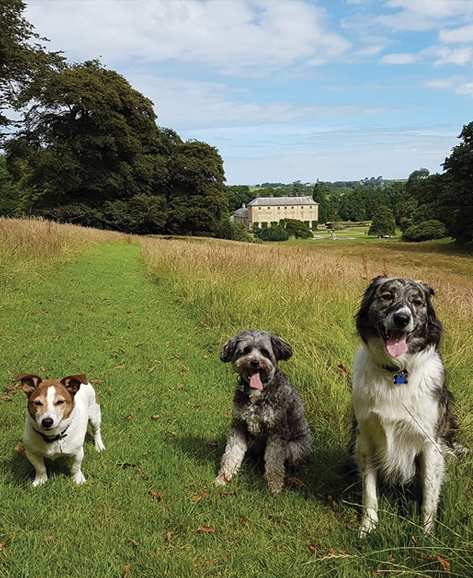 Woodland walks for dogs in Cornwall at Pencarrow