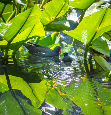 Wildlife to see in our family friendly attraction